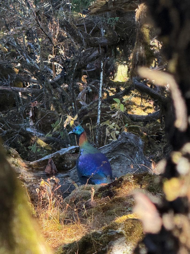 Birding Bhutan ( Where Rare Birds Meet Pristine Nature).